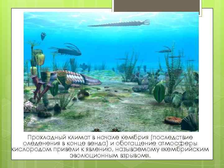 Прохладный климат в начале кембрия (последствие оледенения в конце венда) и обогащение атмосферы кислородом