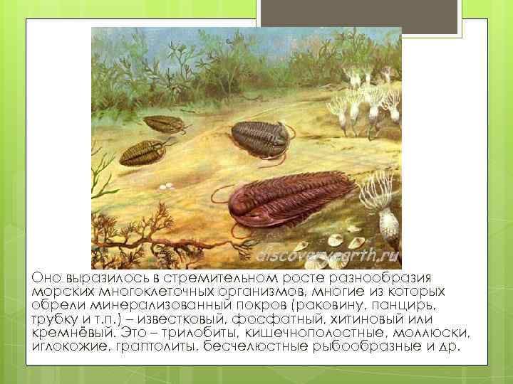 Оно выразилось в стремительном росте разнообразия морских многоклеточных организмов, многие из которых обрели минерализованный