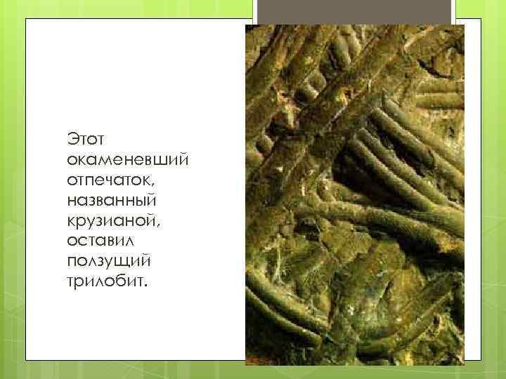 Этот окаменевший отпечаток, названный крузианой, оставил ползущий трилобит. 