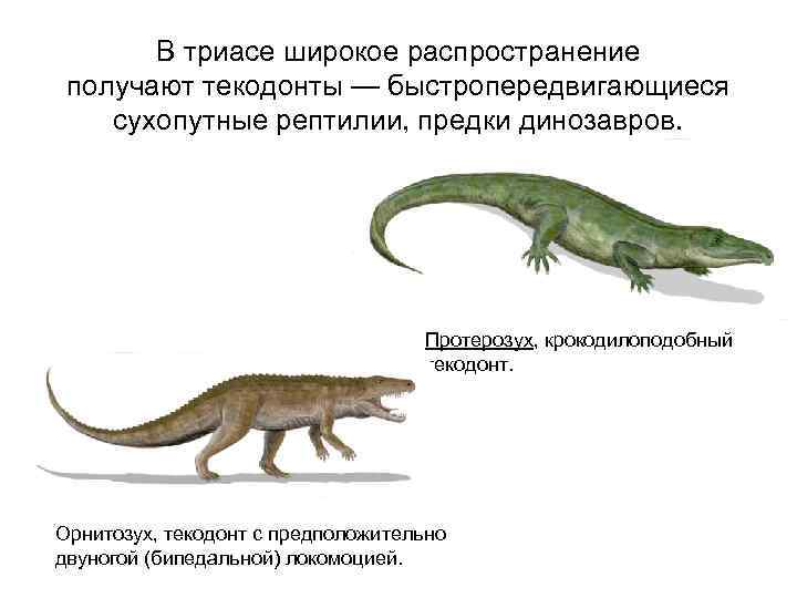Вымершее пресмыкающееся кроссворд. Текодонты Триасового периода. Текодонты предки динозавров. Предшественник пресмыкающихся. Протерозух.