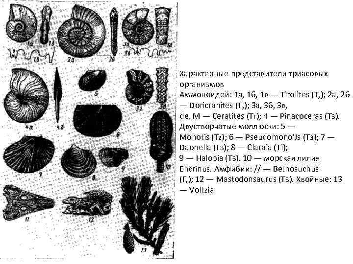 Характерные представители триасовых организмов Аммоноидей: 1 а, 16, 1 в — Tirolites (Т, );