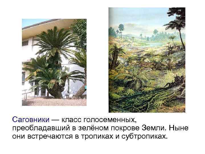 Саговники — класс голосеменных, преобладавший в зелёном покрове Земли. Ныне они встречаются в тропиках
