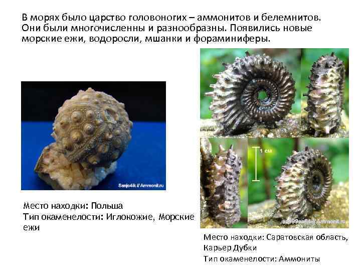 В морях было царство головоногих – аммонитов и белемнитов. Они были многочисленны и разнообразны.