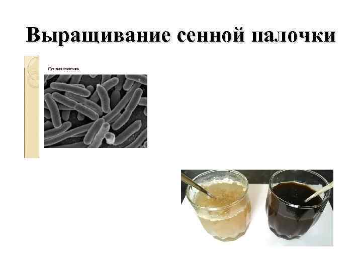 Выращивание сенной палочки 