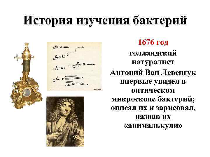 История изучения бактерий 1676 год голландский натуралист Антоний Ван Левенгук впервые увидел в оптическом