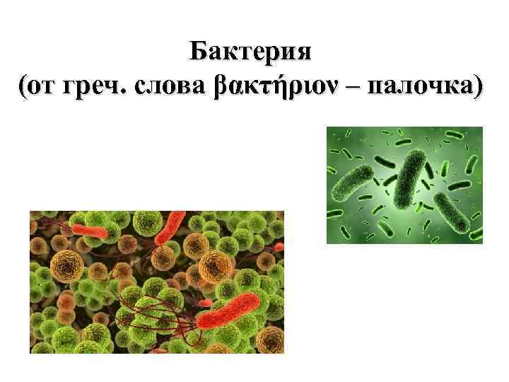 Жизнедеятельность микробов