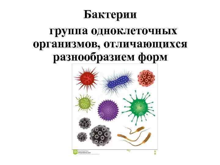 Сделайте вывод о разнообразии форм тела бактерий. Представители царства бактерий. Царство бактерий названия. Представители царства бактерий 5 класс. Бактерии 5 класс.