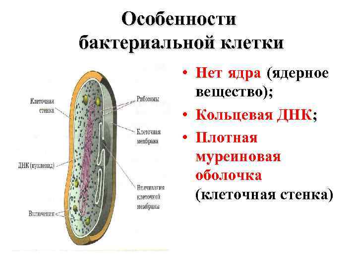 Особенности бактериальной клетки • Нет ядра (ядерное вещество); • Кольцевая ДНК; • Плотная муреиновая