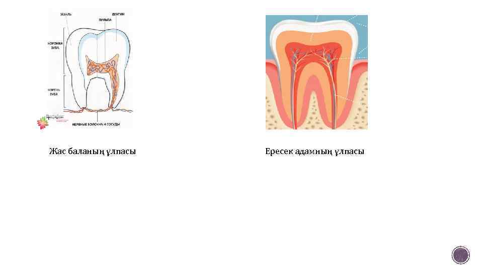 Жас баланың ұлпасы Ересек адамның ұлпасы 