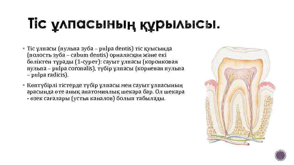 § Тіс ұлпасы (пульпа зуба – pulpa dentis) тіс қуысында (полость зуба – cabum
