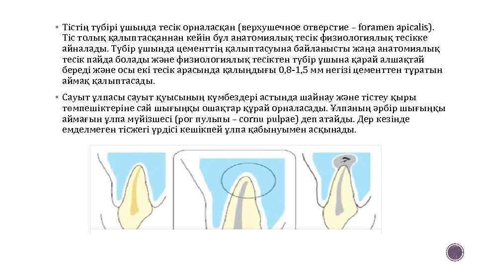 § Тістің түбірі ұшында тесік орналасқан (верхушечное отверстие – foramen apicalis). Тіс толық қалыптасқаннан