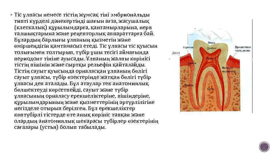 § Тіс ұлпасы немесе тістің жұмсақ тіні эмбриональды типті күрделі дәнекертінді шағын ағза, жасушалық