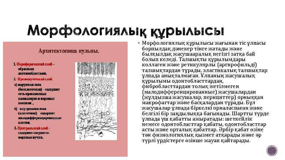§ Морфологиялық құрылысы жағынан тіс ұлпасы борпылдақ дәнекер тінге жатады және былқылдақ жасушааралық негізгі