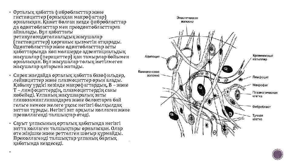 § Орталық қабатта фибробласттар және гистиоциттер (орныққан макрофагтар) орналасқан. Қажет болған кезде фибробласттар да