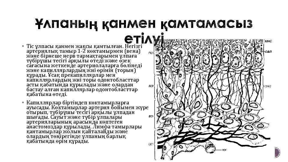 § Тіс ұлпасы қанмен жақсы қамтылған. Негізгі артериялық тамыр 1 -2 көктамырмен (вена) және