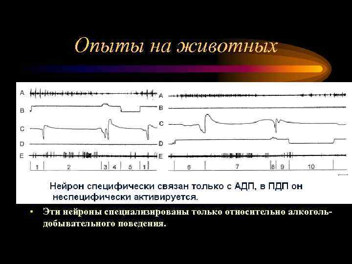 Опыты на животных • У хронически употребляющих этанол кроликов изучалась активность отдельных нейронов цингулярной