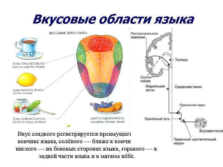 Схему полей вкусовой чувствительности языка