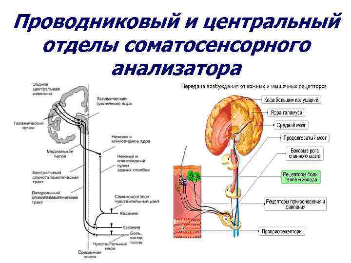 Тактильный анализатор физиология схема