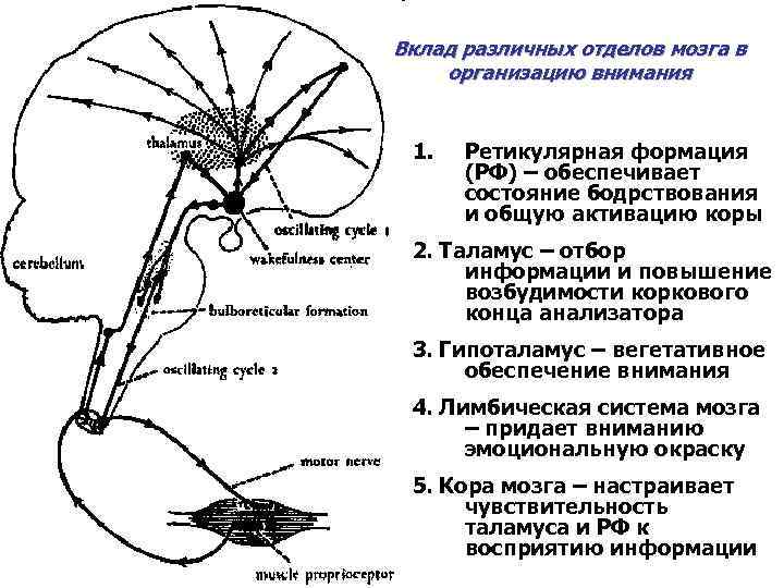 Психофизиология в схемах и комментариях психофизиология