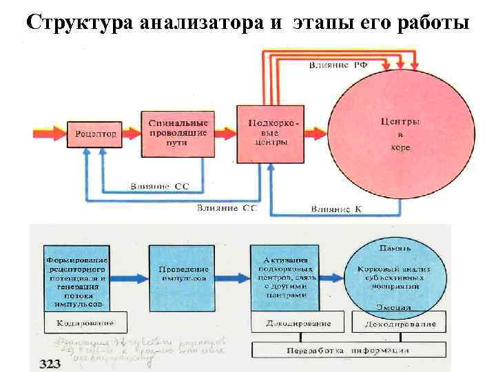 План строения анализаторов