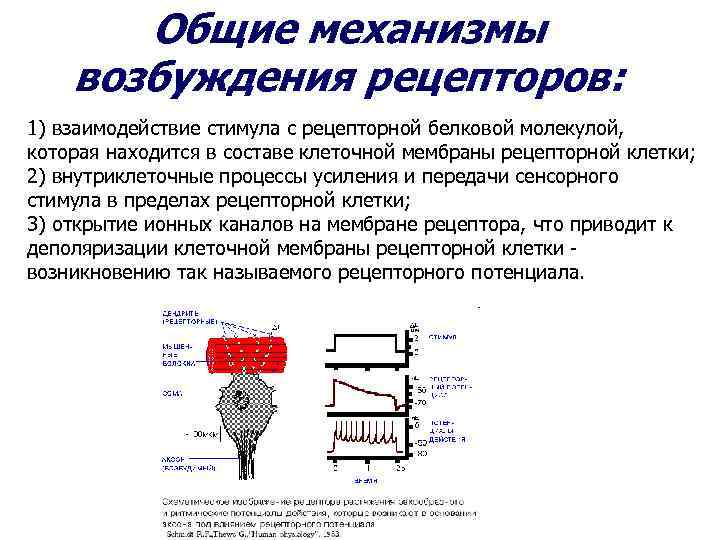 Рецепторы возбуждения