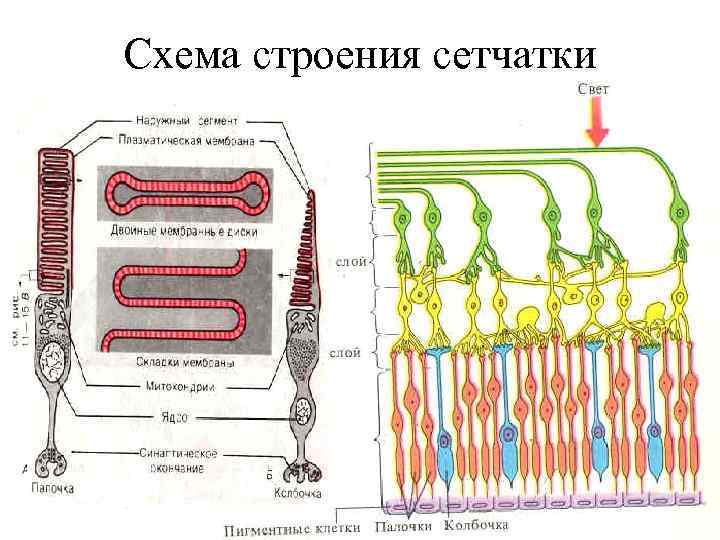 Схема гистологического строения сетчатки