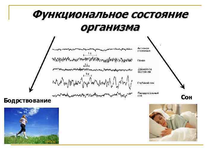 Сон и бодрствование. Физиологические функциональные состояния. Функциональное состояние. Классификация функциональных состояний. Функциональные состояния физиология.