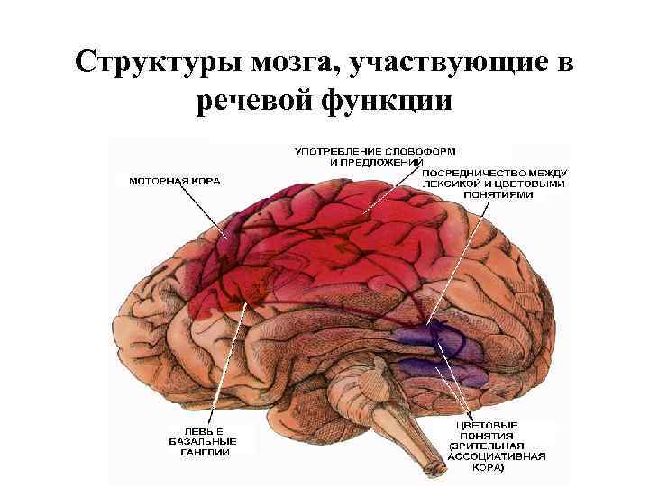 Структуры мозга, участвующие в речевой функции 