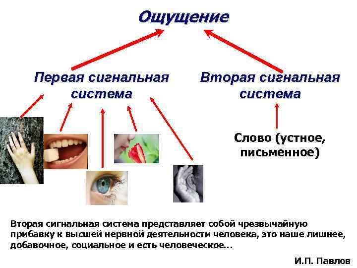 Вторая сигнальная система схема