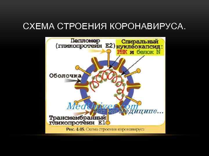 Схема строения аденовируса