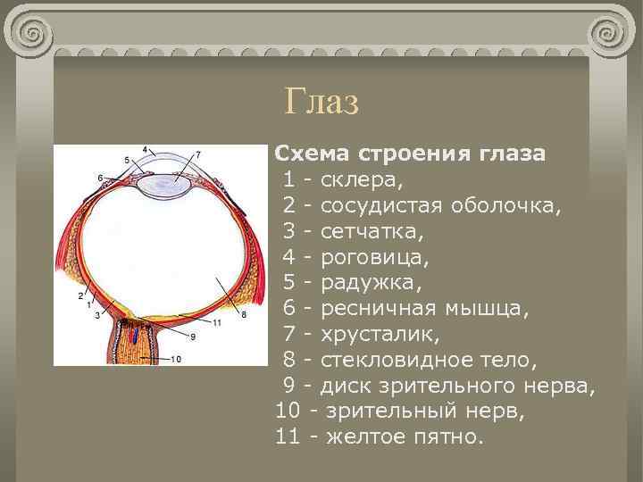 Глаз Схема строения глаза 1 - склера, 2 - сосудистая оболочка, 3 - сетчатка,