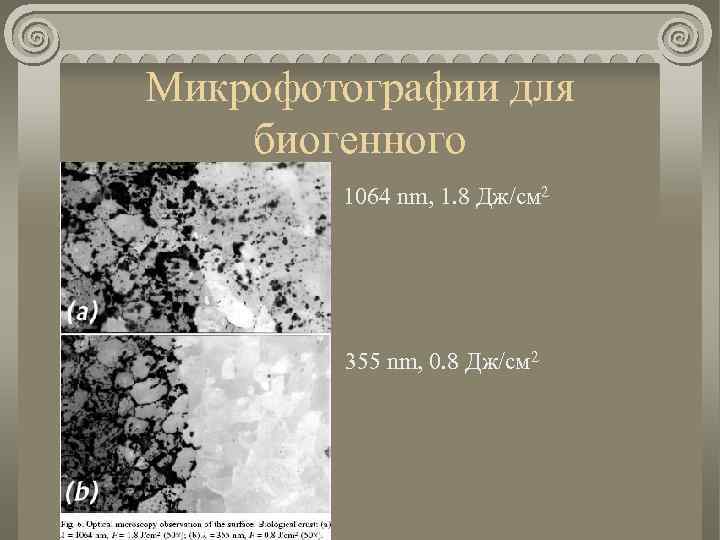 Микрофотографии для биогенного 1064 nm, 1. 8 Дж/см 2 355 nm, 0. 8 Дж/см