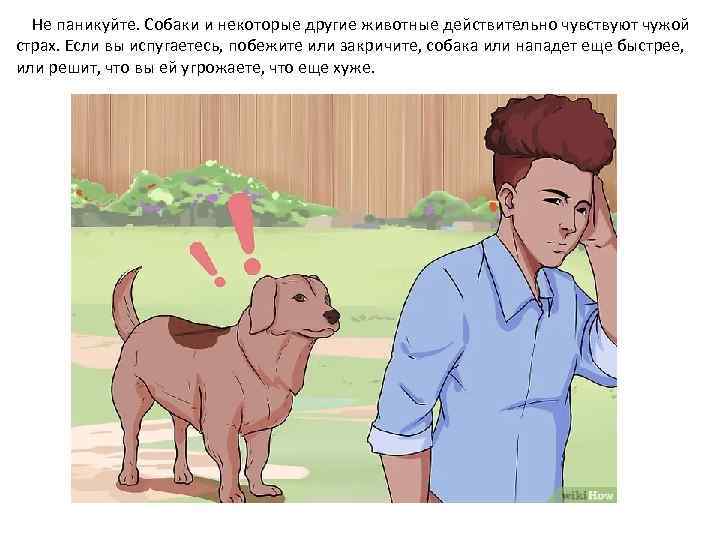 Не паникуйте. Собаки и некоторые другие животные действительно чувствуют чужой страх. Если вы испугаетесь,