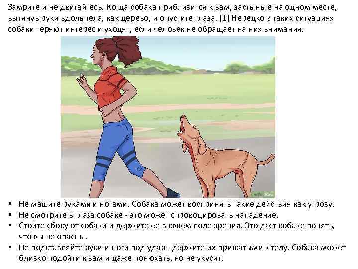 Замрите и не двигайтесь. Когда собака приблизится к вам, застыньте на одном месте, вытянув