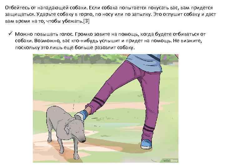 Отбейтесь от нападающей собаки. Если собака попытается покусать вас, вам придется защищаться. Ударьте собаку