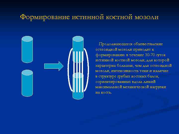 Формирование истинной костной мозоли Продолжающееся обызвествление остеоидной мозоли приводит к формированию в течение 30