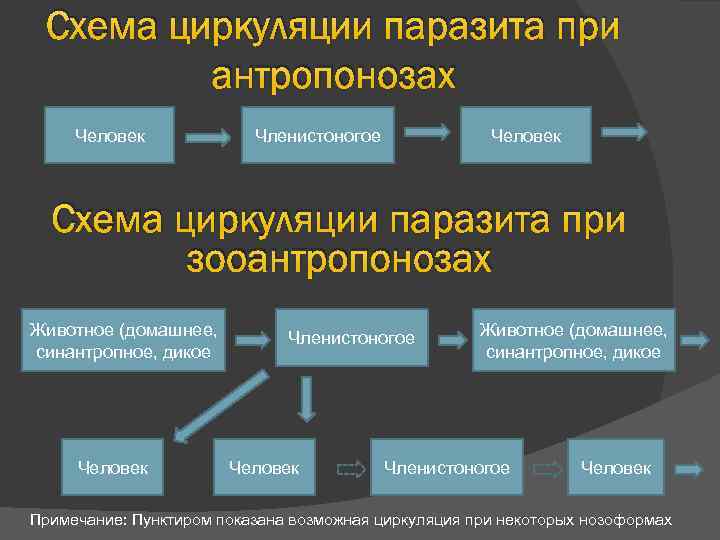 Схема циркуляции паразита при антропонозах Человек Членистоногое Человек Схема циркуляции паразита при зооантропонозах Животное