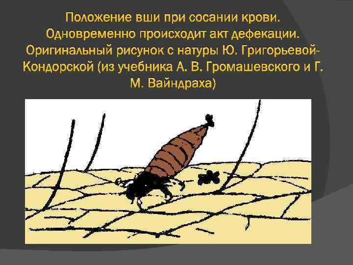 Положение вши при сосании крови. Одновременно происходит акт дефекации. Оригинальный рисунок с натуры Ю.