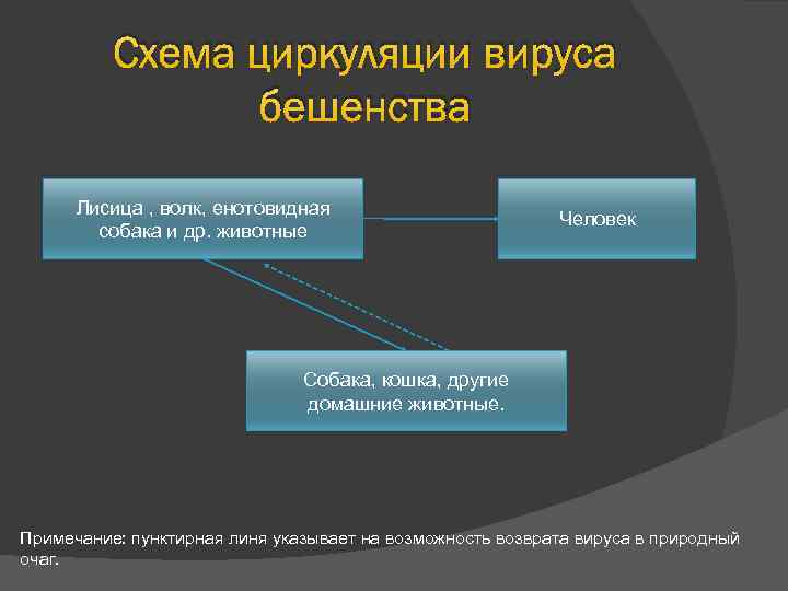 Схема циркуляции вируса бешенства Лисица , волк, енотовидная собака и др. животные Человек Собака,