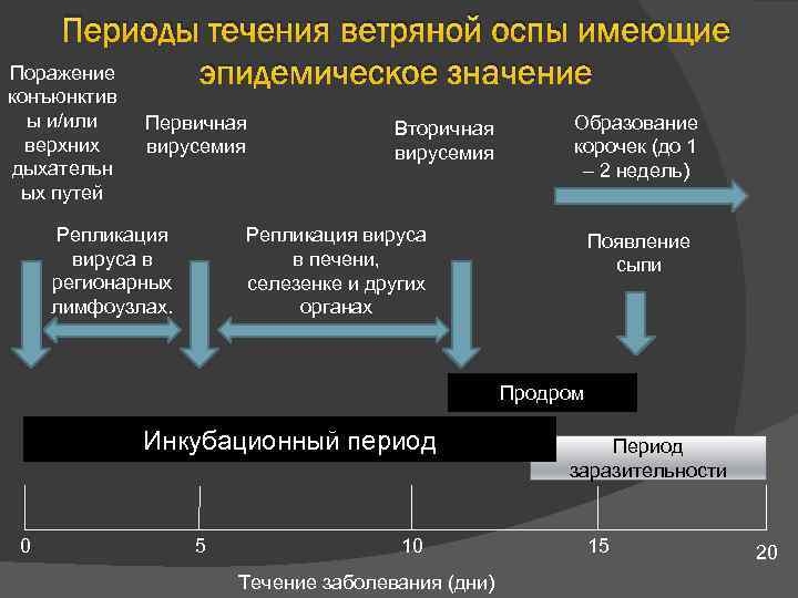 Периоды течения ветряной оспы имеющие Поражение эпидемическое значение конъюнктив ы и/или верхних дыхательн ых