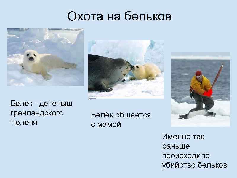 Охота на бельков Белек - детеныш гренландского тюленя Белёк общается с мамой Именно так