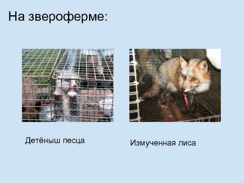 На звероферме: Детёныш песца Измученная лиса 