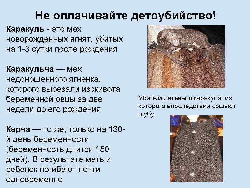 Не оплачивайте детоубийство! Каракуль - это мех новорожденных ягнят, убитых на 1 -3 сутки