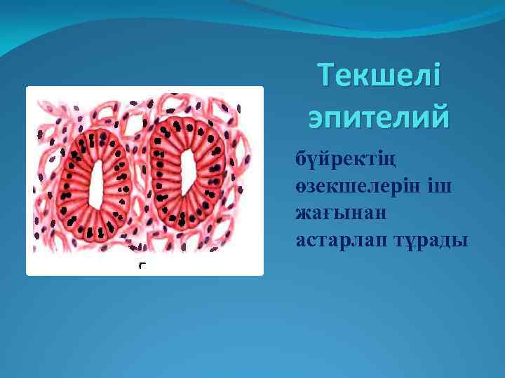 Текшелі эпителий бүйректің өзекшелерін іш жағынан астарлап тұрады 