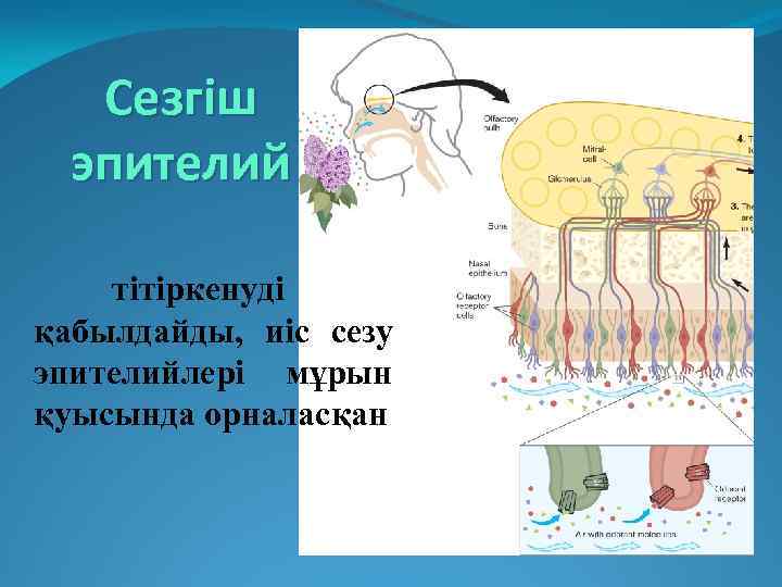 Сезгіш эпителий тітіркенуді қабылдайды, иіс сезу эпителийлері мұрын қуысында орналасқан 