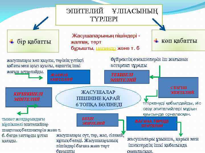 ЭПИТЕЛИЙ ҰЛПАСЫНЫҢ ТҮРЛЕРІ бір қабатты Жасушаларының пішіндері - жалпақ, төрт бұрышты, цилиндр және т.