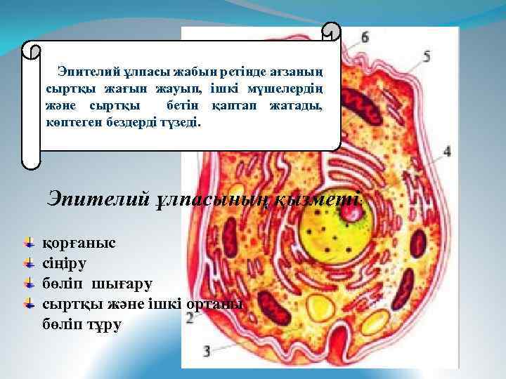 Эпителий ұлпасы жабын ретінде ағзаның сыртқы жағын жауып, ішкі мүшелердің және сыртқы бетін қаптап