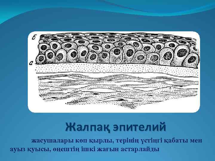 Жалпақ эпителий жасушалары көп қырлы, терінің үстіңгі қабаты мен ауыз қуысы, өңештің ішкі жағын