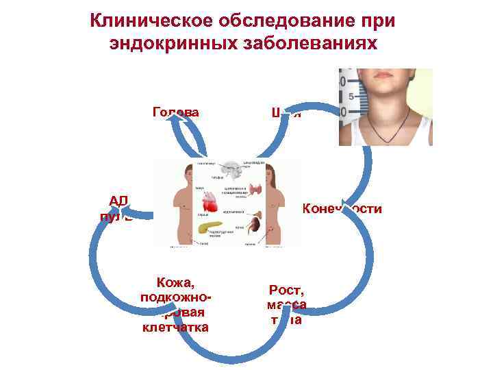 Клиническое обследование при эндокринных заболеваниях Голова АД, пульс Кожа, подкожножировая клетчатка Шея Конечности Рост,