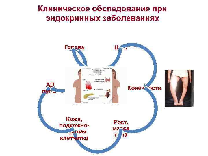 Клиническое обследование при эндокринных заболеваниях Голова АД, пульс Кожа, подкожножировая клетчатка Шея Конечности Рост,